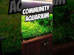 PLANTED Community AQUARIUM #tropicalfishtank #exoticaquariumfish #aquarium #fishaquarium #fishtank