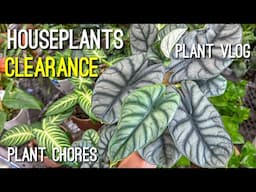 Houseplants on Clearance at Lowes! Let’s go plant shopping and do some plant chores! 🪴 🛒