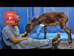 From war-torn Gaza to safe sanctuaries in Europe – help us relocate 50 donkeys before it's too late.