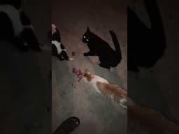 my cats are always on hungry mode 😦 #shortfeed #shortvideo #shorts #shortsfeed #ytsshorts #foryou