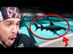 Face your Fears - Sharks and Minnows