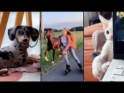 Funny ANIMALS videos 😊 Funniest CATS😺 and DOGS🐶 2025