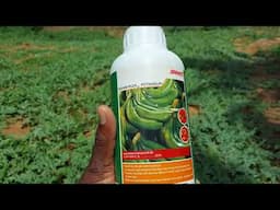 Increasing Brix Comtent In Watermelon (Manniplex potassium)