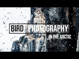 Bird photography with Nikon Z9 in the Arctic | Amazing cliffs and a fox encounter!