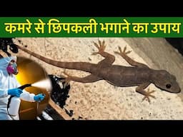 घर की दीवारों पर घूम रही छिपकली मोरपंख से नहीं बल्कि इस तरह भागेगी दुम दबाकर, जानिए यहां