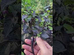 Midwest Midnight Eclipse 2.0 Pepper Plant - Dark as Night