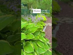 5 of the easiest flowering perennials I’ll always grow 🌸