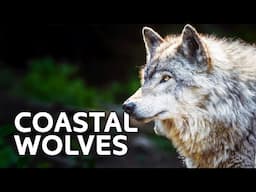 Mysterious Wolves Of The Canadian West Coast