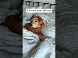 If humans acted like dogs...