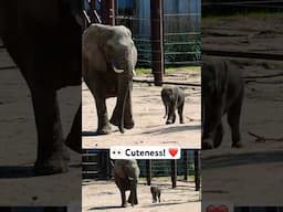 Hi, babies! 👋🏻 Two Baby Elephants Join the Herd at Sedgwick County Zoo #short #shorts