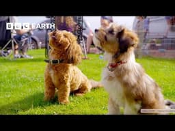 Playtime Party for Pretty Pups | Wonderful World of Puppies | BBC Earth Kids