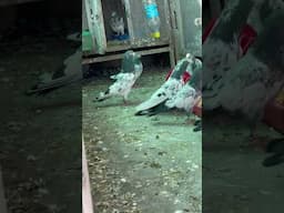 PARO KO KHOL AASAMA DEKHTA HAI