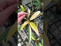 Tissue Culture for sale at our garden center | Perfect Choice Nursery  #houseplant #plants # #garden