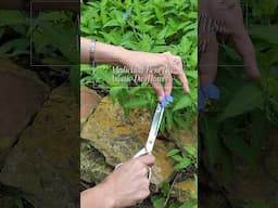 🌿God Put Healing in This Wildflower | Dayflower Medicinal Uses