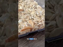 Now I kinda wish I never got curious about what mealworms turn into…😂🪲