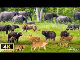 4K African Animals: Bwabwata National Park, Namibia - Scenic Wildlife Film With Real Sounds