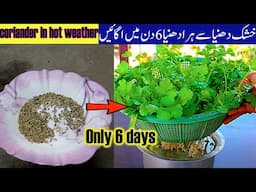 Grow coriander in hot weather only in 6 days