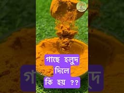 গাছে হলুদ গুঁড়ো দিলে কি হয়