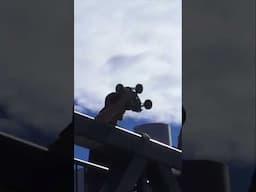 1 Destroyed, 1 SAVED