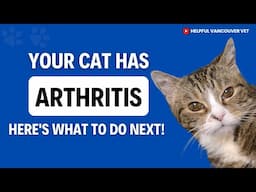 How to treat arthritis in cats