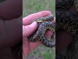 Look LOOK Look! Speckled Kingsnake Flipped Under Cover