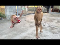 Baby Monkey Teases CUTIS super cool makes Fans Can't Stop Laughing as So Cute🤩