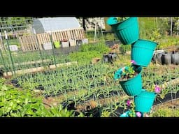 Saturday Garden Walk Through April 26, 2025