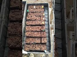 Sowing Tomato Seeds And Tomato Seedlings Update
