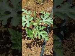 Pests And Diseases in Watermelon Early Stage of Development