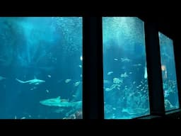 Marine World, uminonakamichi in Fukuoka_Channel JAPAN #08/2025