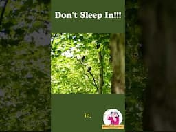Don’t Sleep In! Best Time to Go Birding for Amazing Sightings | Early Morning Birdwatching Tips
