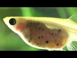 MY GUPPIES LAID EGGS !!!