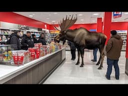 Incredible Animal Videos Caught on Camera for 32 Minutes