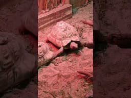 You're Old When #irish #comedy #tortoise