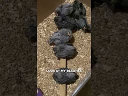 Baby chicks first time on roosting bar. #chicken #homesteading #shorts