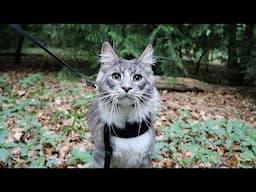 Walking our cat for the first time
