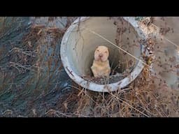Abandoned under a sewer, she couldn’t walk, her eyes begged, "Please… don’t leave me like they did"