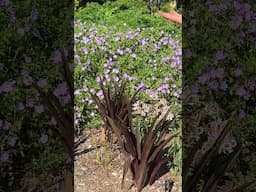 Geranium 'Azure Rush' blooms from Spring till first frost!