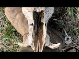 Texas Comes Alive With Eye Witness's Across The State Plus The Sasquatch Video