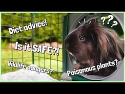 Are Your Guinea Pigs SAFE Outdoors?! 😬 Your Questions Answered!