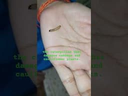 गोभी की सुंडी | cabbage worm or cauliflower worm #biology