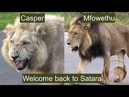 Casper The White Lion And Brother Mfowetu - Welcome Back To Satara