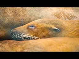 Killer Algae Crisis: Georgia Aquarium Partners to Combat Deadly Ocean Threat