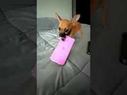 TREND CON PERRITO CAPI 😍🥹