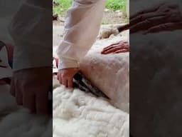 🐑 Ever seen an 18th-century-style sheep shearing in action? Now’s your chance!