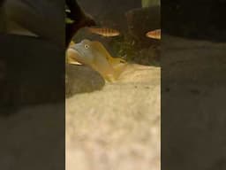Buffalo Head Cichlids - A Must Have Fish