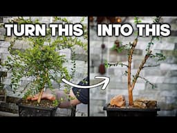 How to Style Bonsai from Collected Material 🪴