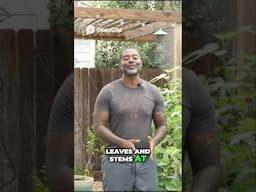 Gardening Tips  Pruning for Plant Growth