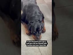 Evolution of dog