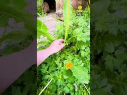 Longest Dandelion ever!!?? #dandelions #cordage